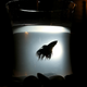 Illustration for article titled Shooting Challenge Silhouettes Gallery 3